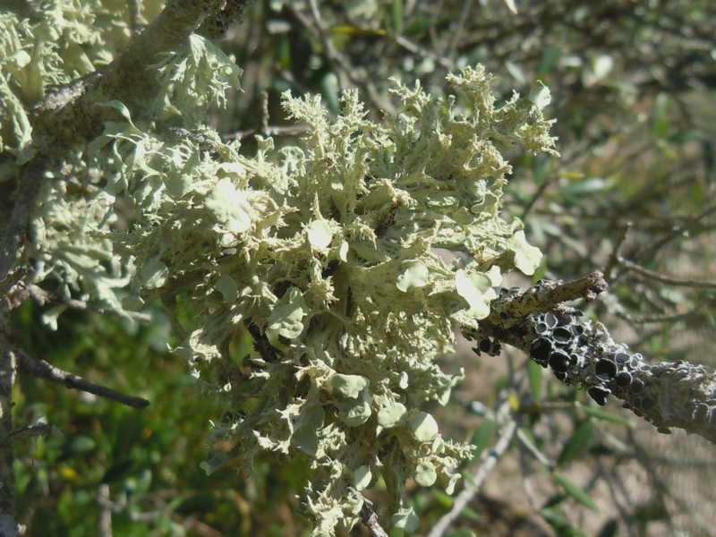 dai  Monti di San Pantaleo  (Olbia)